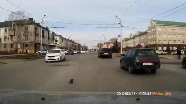 Парень спас котенка на оживленной дороге в Альметьевске