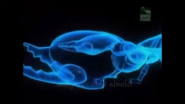 The Phylum Arthropoda - The Superior Species