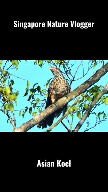 🐦 Female Asian Koel at Hampstead Wetlands Park