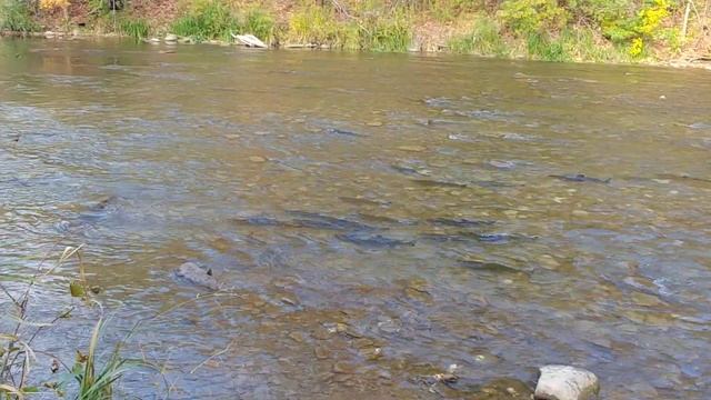 Лосось 2023 Mississauga river