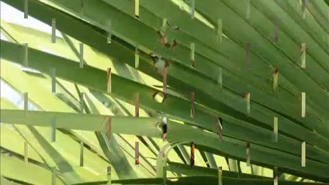 Bonne année Fous De Palmiers