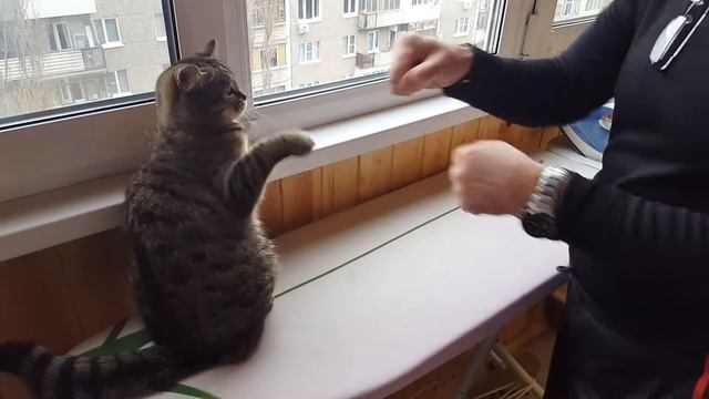 Кошкин бокс или кошка-змея....