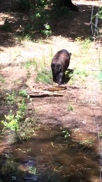 Bear Swimming At Tallahassee Museum Of History And Nature Science  MOV 4