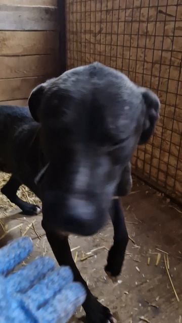 Ищем дом небольшому пёсику Рэю