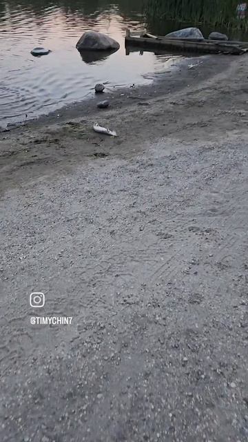 Осенний Хищник.mp4
