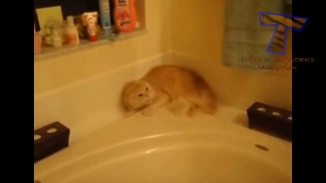 Котки Просто Не Искат Да Се Къпят - Смешно Къпане Котка
