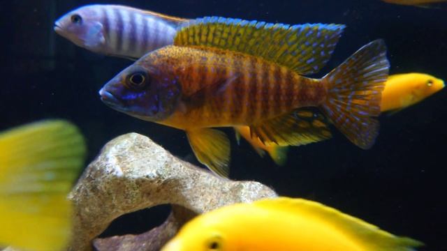 Ridiculous Malawi Peacock Cichlid Colours African Aulonocara