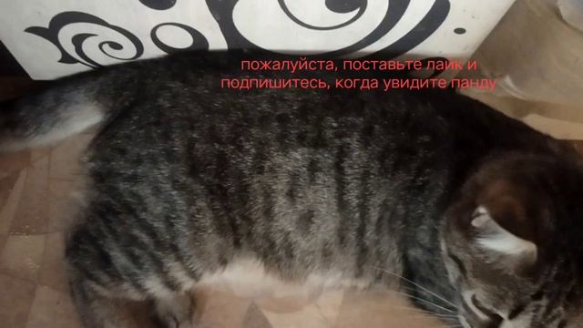 панда улыбка кот