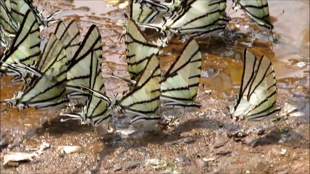 Helios (Protesilaus helios). Familia Papilionidae.