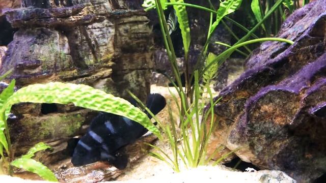 Neolamprologus tretocephalus spawning