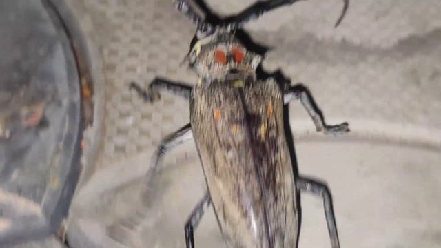 Weird and Strange Insect | Batocera Rufomaculata | WVC | Wonderful Video Clips