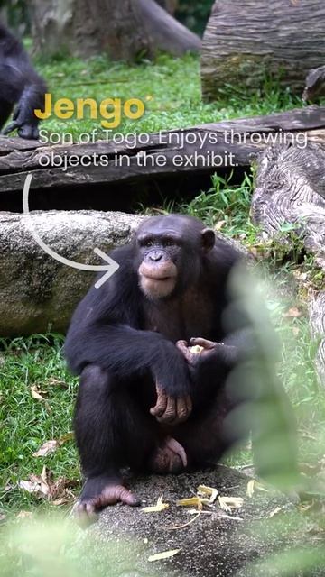 Meet the Chimps!