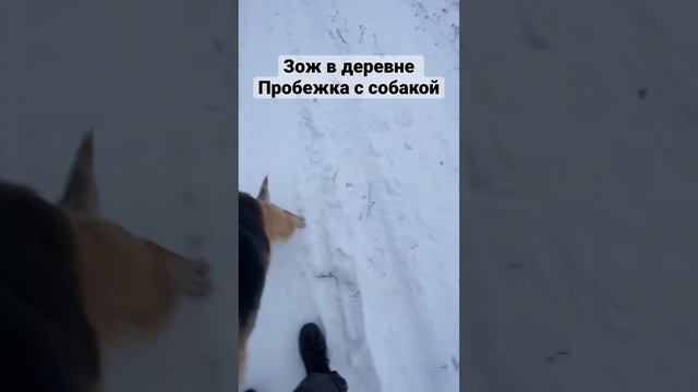 Спорт в деревне| утренняя пробежка с собакой