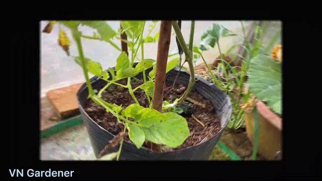 It's a pity to know how to plant this tree late | Grafting Tomato and Potatoes