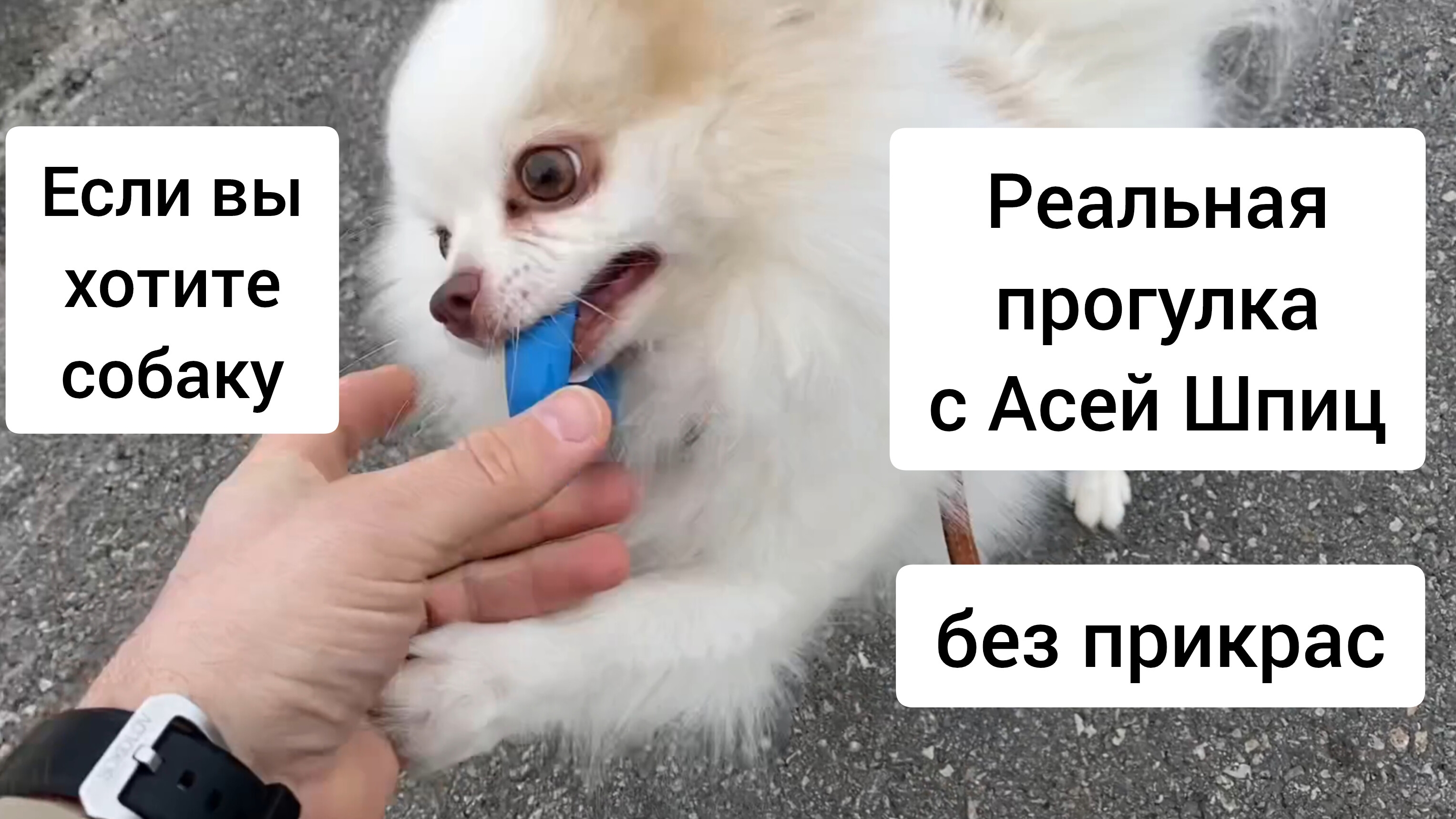 Прогулка с Асей Шпиц без прикрас
