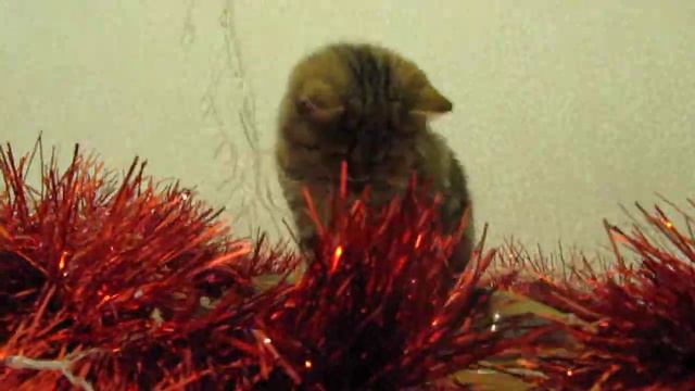 🎄🎄🎄НОВОГОДНЕЕ ВИДЕО!!!🎄🎄🎄