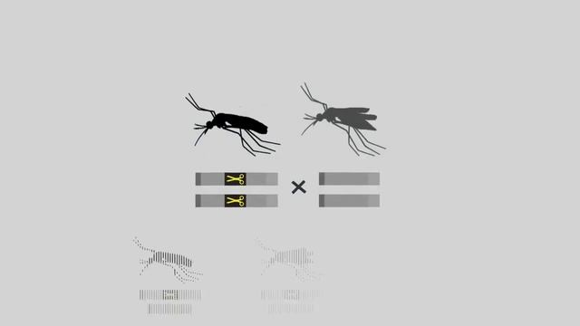 क्या होगा अगर हम सारे मच्छरों को मार दे ??||What if we Killed All Mosquitoes in Hindi