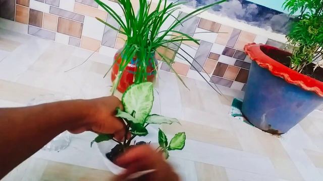 Syngonium propagation in water|Indoorplant Syngonium|how to grow Syngonium plants|Plants Kingdom|