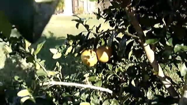 5 Fruit Citrus Tree