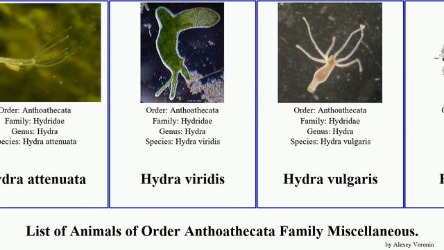 List of Animals of Order Anthoathecata Family Miscellaneous. millepora coral turritopsis fire
