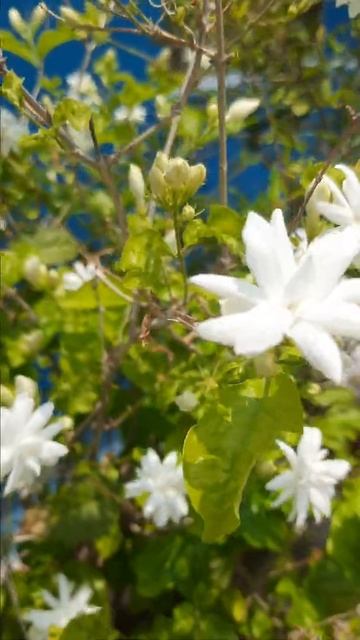 jasmine flower _ plant care _ jasmine plant