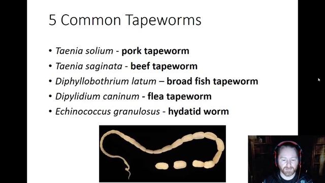 Platyhelminthes - Class Cestoidea