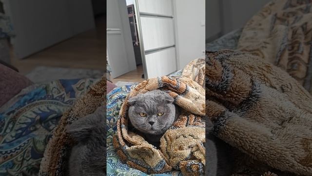 Шотландская вислоухая кошка Риана 23.02.2025.