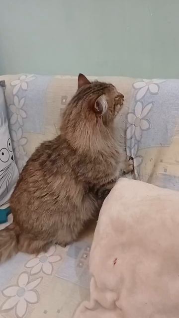 Котик из сельского приюта