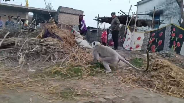 बंदर पकड़ने के लिए पुरे गाँव के लोग दौड़ पड़े और बंदर हमला कर दिया, देखें फिर क्या हुआ Monky Rescue