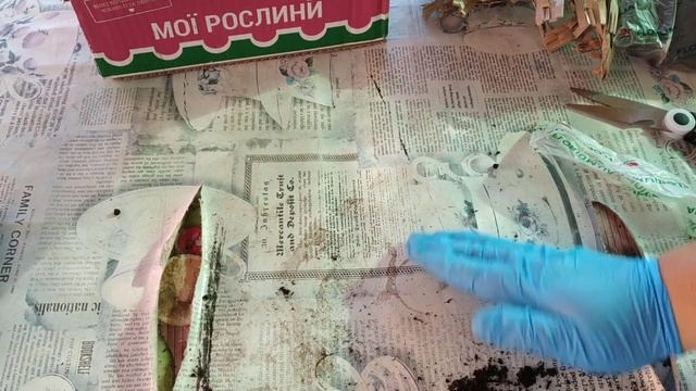 Шикарные лилейники, посадка осенью.