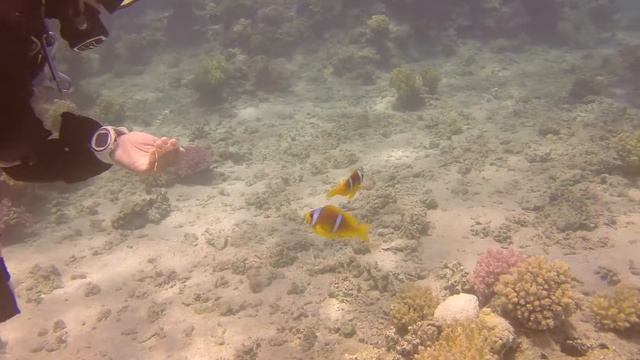 Diving with Anthias Divers, Sharm El Sheikh 06 05 16