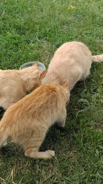 #shorts Весёлые пушистики - Кормим кошек.