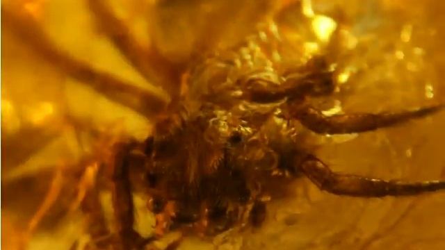 Very Strange Jumping Spider Rare  Amber