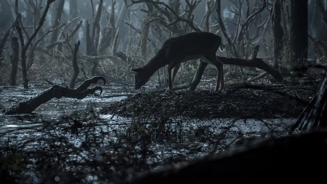 The Witcher Netflix's Elephant in the Room