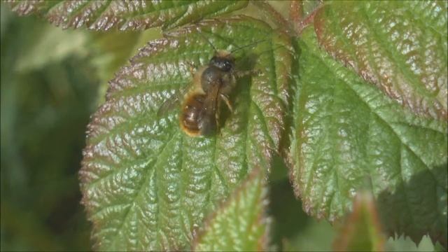 Red Mason Bee Osmia bicornis self grooming