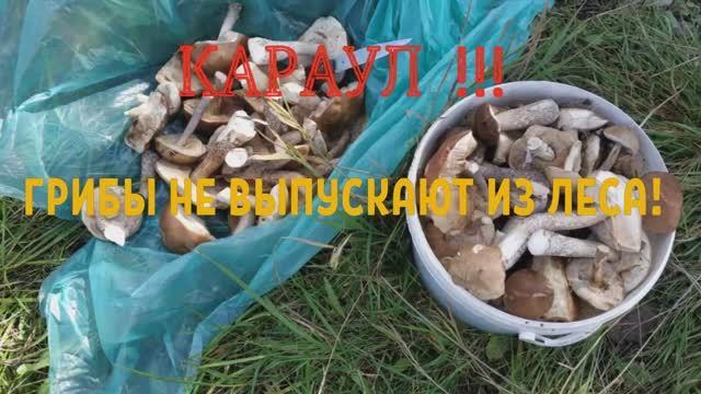 КАРАУЛ! Грибы не выпускают из леса!