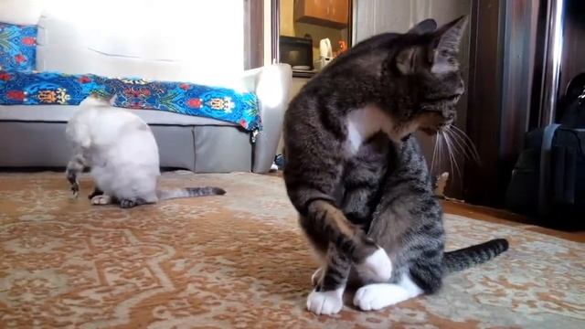 Мои котейки