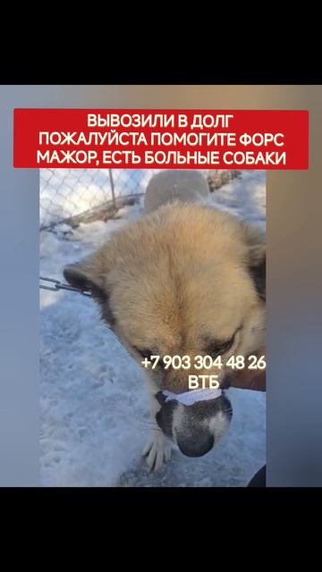 спасти от смерти, пожалуйста помогите, собаки с отлова в Казахстане.