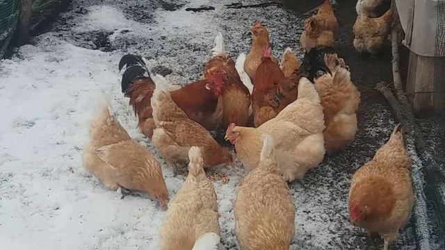 Мини мясные