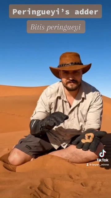 RED and YELLOW Peringuey’s adders in the dunes of Namibia!