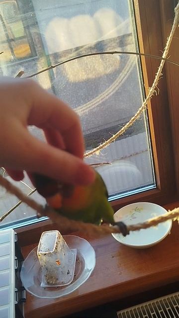 Попугай Бизя 🦜