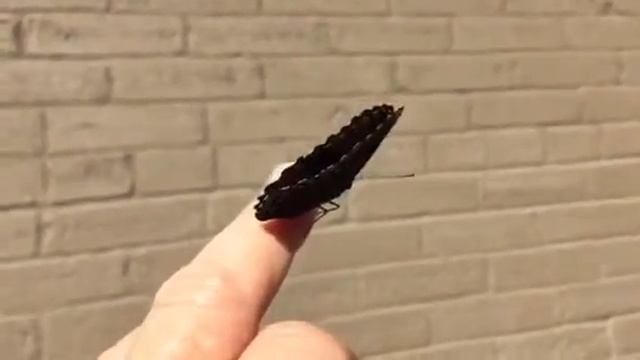 Red-spotted Purple - Take 1