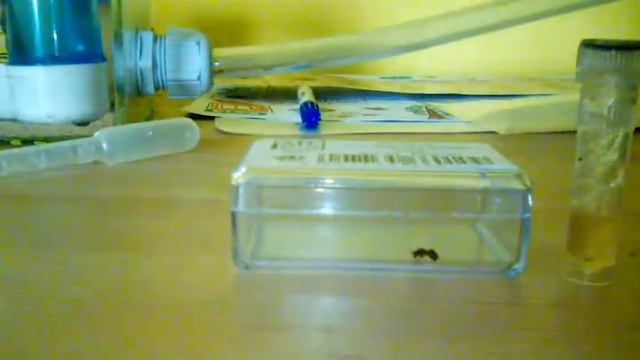 Ameisenkönigin gefunden! Tetramorium impurum #01