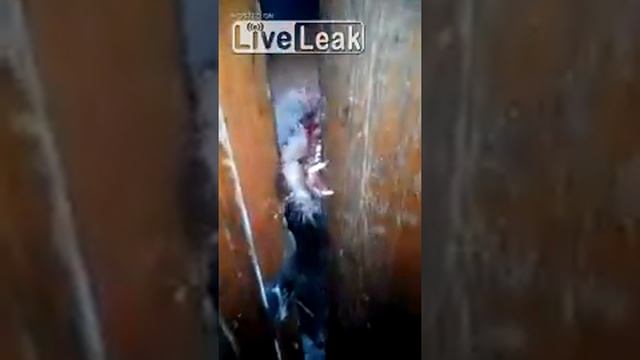 Бешеная лиса в Усинске