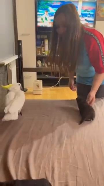 Cat and parrots are best friends  😂