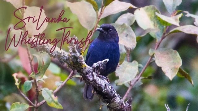 Horton Plains