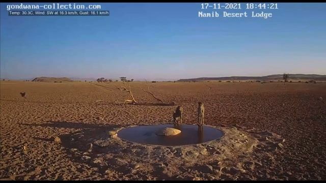 NamibiaCam: The 3 Cheetahs arriving late afternoon - 17 November 2021