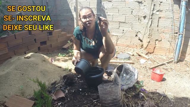 PLANTAR E CUIDAR DA SAMAMBAIA RENDA PORTUGUESA