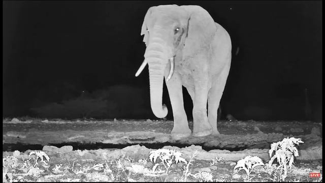 ol Donyo ~ roaring Lions, Cubs, Elephant and the always present Giraffe! Feb  5, 2023