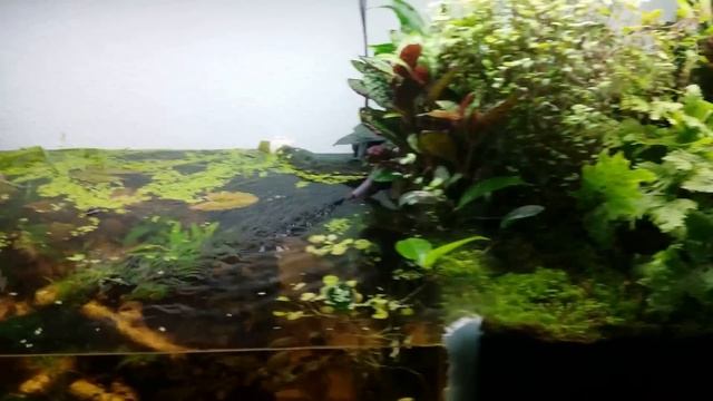 Paludarium Biotop 150*60*60 Update 1